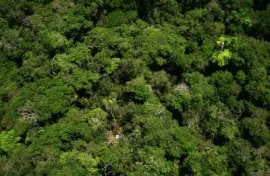 Floresta jigsaw puzzle