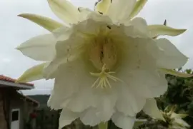 flor de cactus jigsaw puzzle