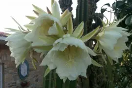 cactus en flor