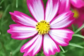 èŠ±5 jigsaw puzzle