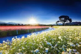 èŠ±æµ· jigsaw puzzle