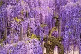 imagens jigsaw puzzle