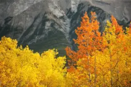 NATUREZA jigsaw puzzle