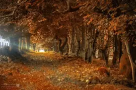 Russet Forest jigsaw puzzle