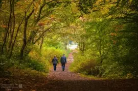 Autumn stroll jigsaw puzzle