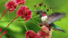 Pretty Colorful Hummingbird
