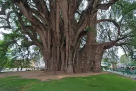 big tree