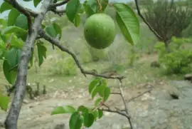 Umbu - Fruto tí­pico nordestino