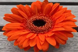 Flor- Gerbera-Naranja.