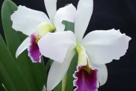 orquÃ­dea