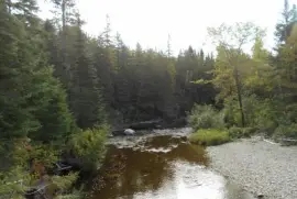 Nice creek scene    L