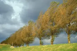 פאזל של NATUREZA