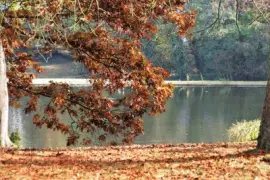 פאזל של clojolibri6