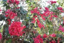 פאזל של cerca viva