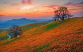 פאזל של imagem