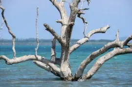 פאזל של imagem