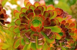 פאזל של mallorca