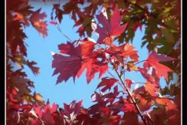 פאזל של Red maple leaves1