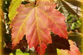 פאזל של Maple leaves1