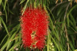 פאזל של gran canaria