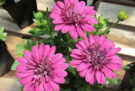 פאזל של imagem