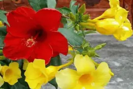 פאזל של imagem