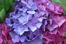 hydrangea