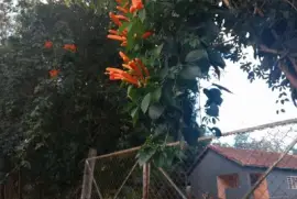 Flor de Cipó São João