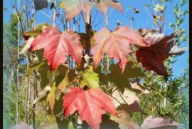 פאזל של Maple leaves2