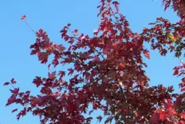 פאזל של Red maple leaves2