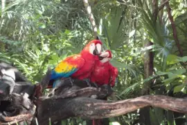 פאזל של Guacamayas