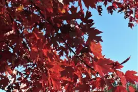 פאזל של Red maple leaves4