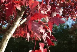פאזל של Red maple leaves5