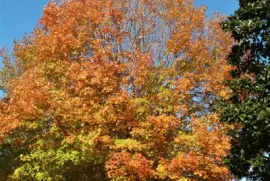 פאזל של Maple and magnolia tree