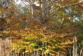 פאזל של Fall trees2