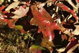 פאזל של Oak leaves1