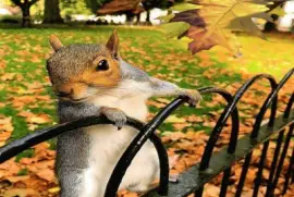 פאזל של â™¥