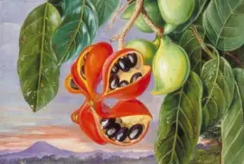 פאזל של Marianne North