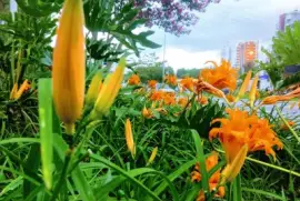 פאזל של natureza