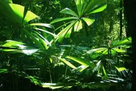 פאזל של forest