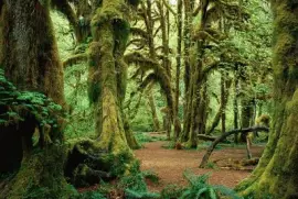 פאזל של forest