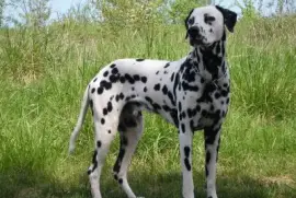 Dalmata