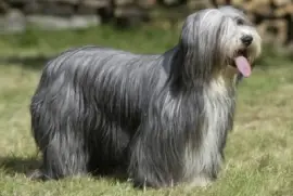 Pastore border collie