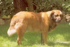 Pastore della serra di estrela