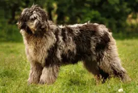 Pastore bergamasco