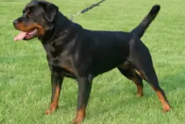 Pastore rottweiler