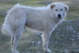 Pastore maremmano abruzzese