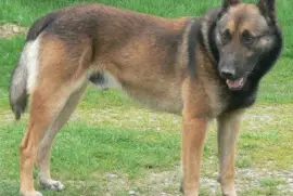 Pastore belga malinois