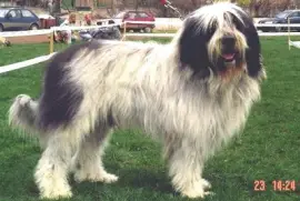 Pastore rumeno mioritic