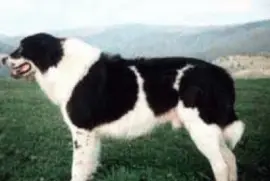 Pastore rumeno de bucovina